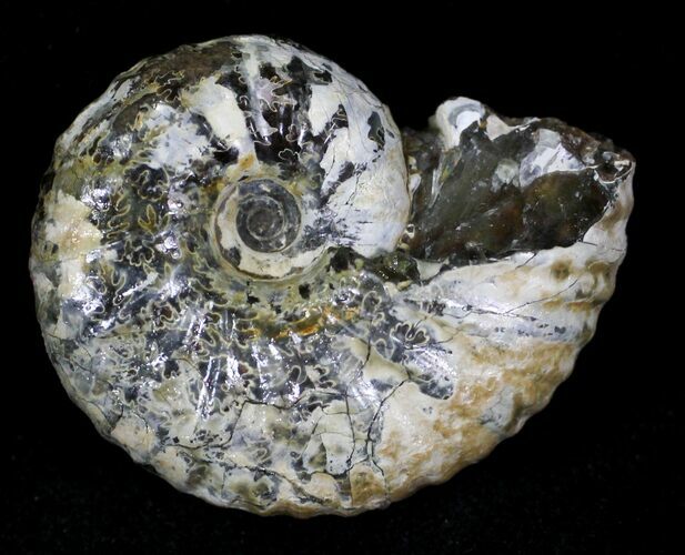 Hoploscaphites Ammonite - South Dakota #22686